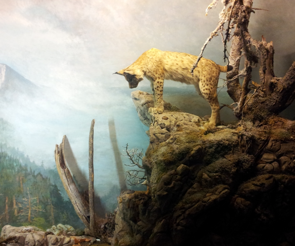 Muséum d'histoire naturelle de Neuchâtel