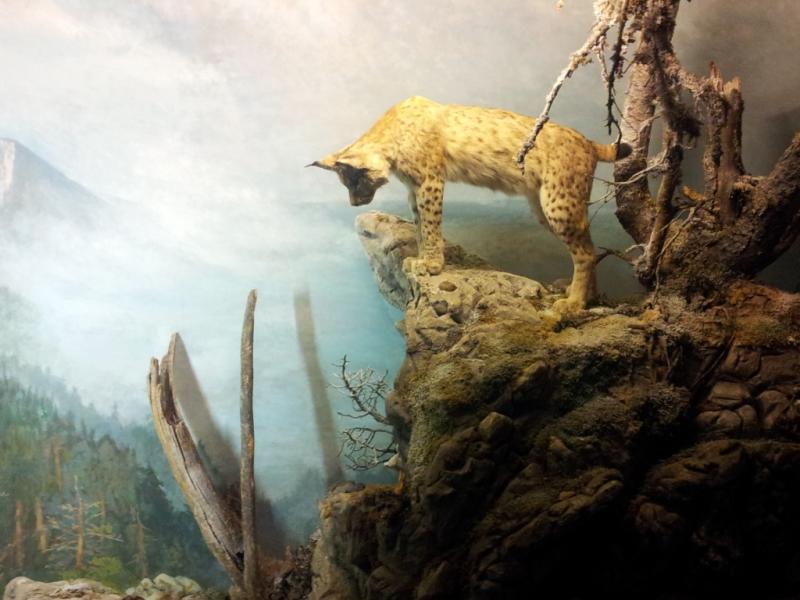 Muséum d'histoire naturelle de Neuchâtel