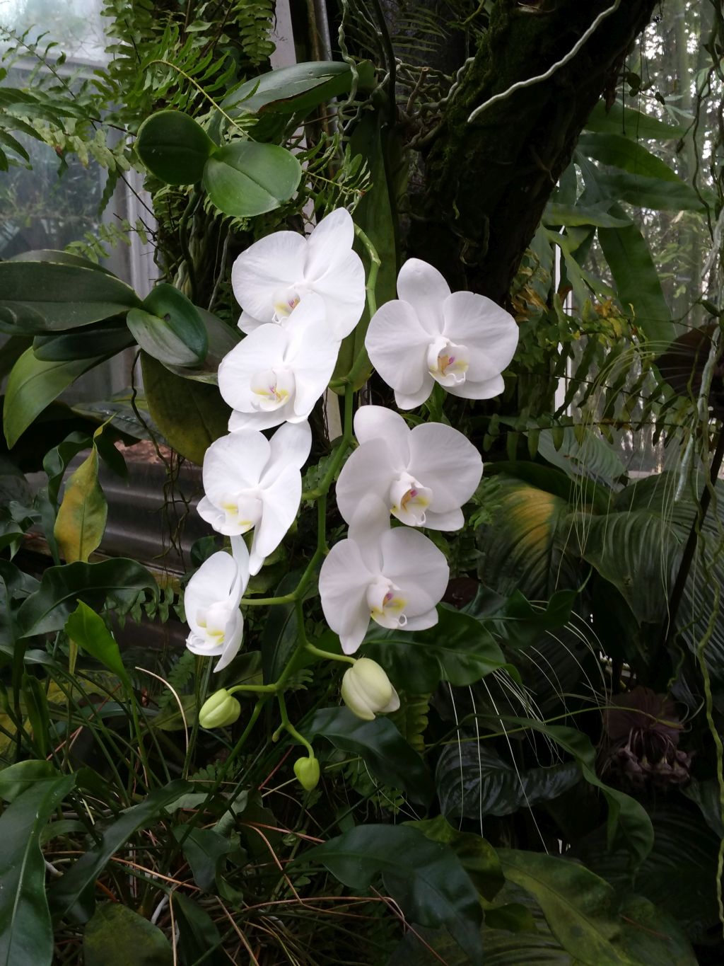 Jardin botanique de Bâle
