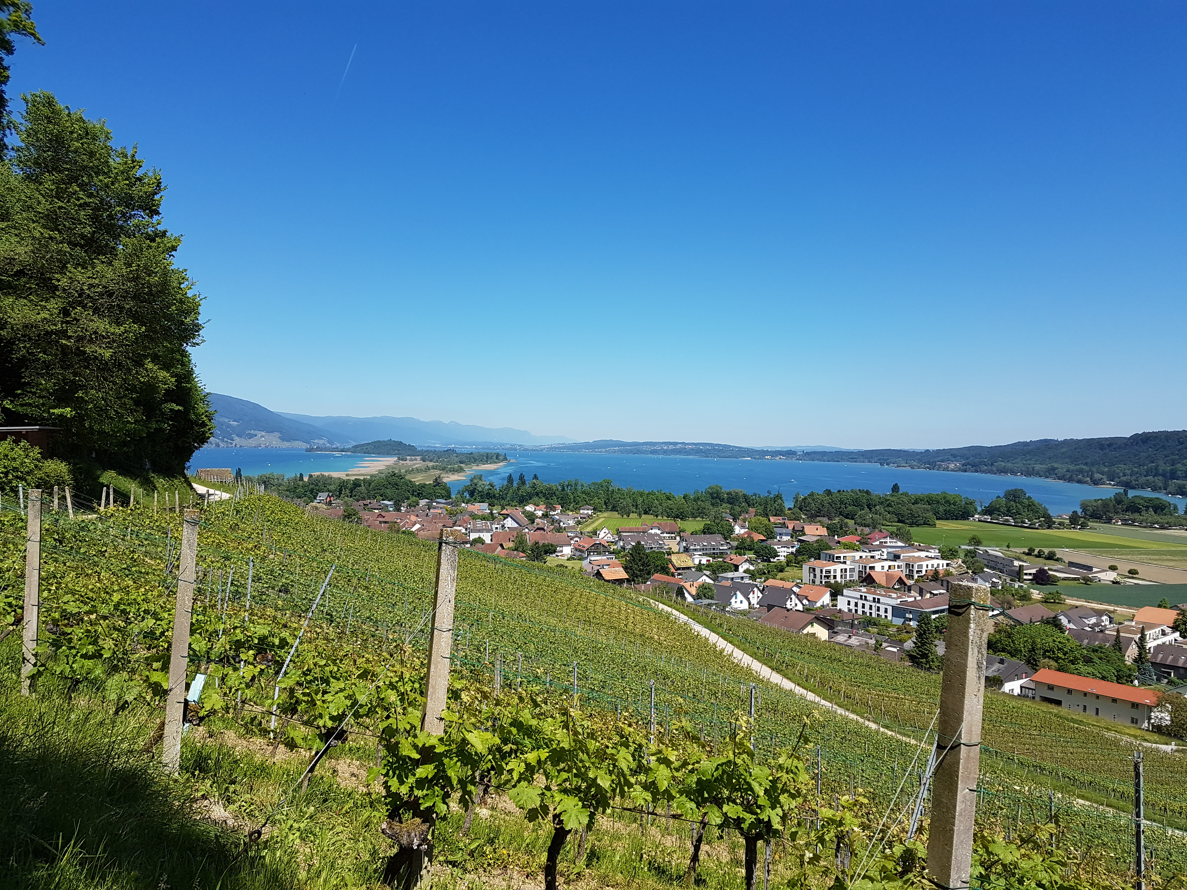 Trail d'Erlach (Cerlier)