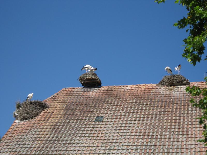 Altreu et ses cigognes