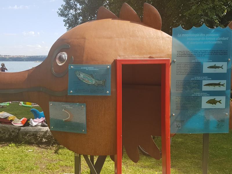 Sentier des poissons du lac de Bienne