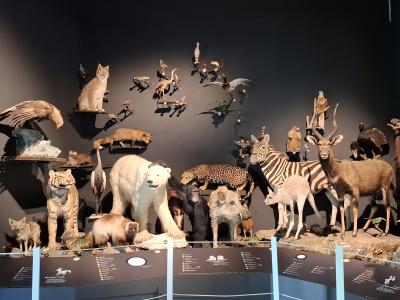 Le musée MUZOO