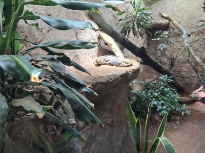 Dans le vivarium