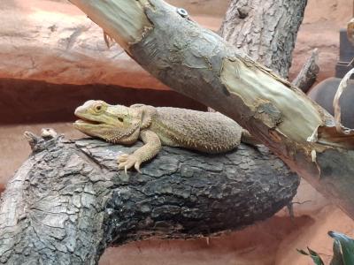 Dans le vivarium