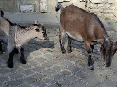 Des chèvres