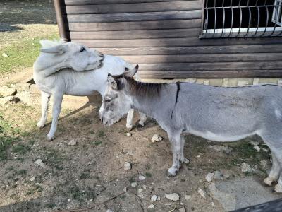 Des ânes