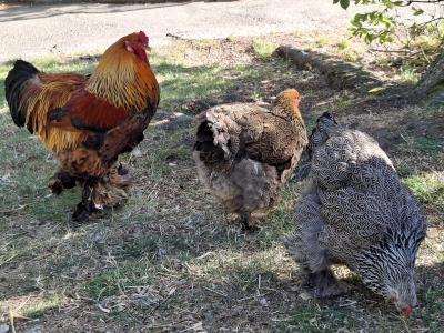 Des poules