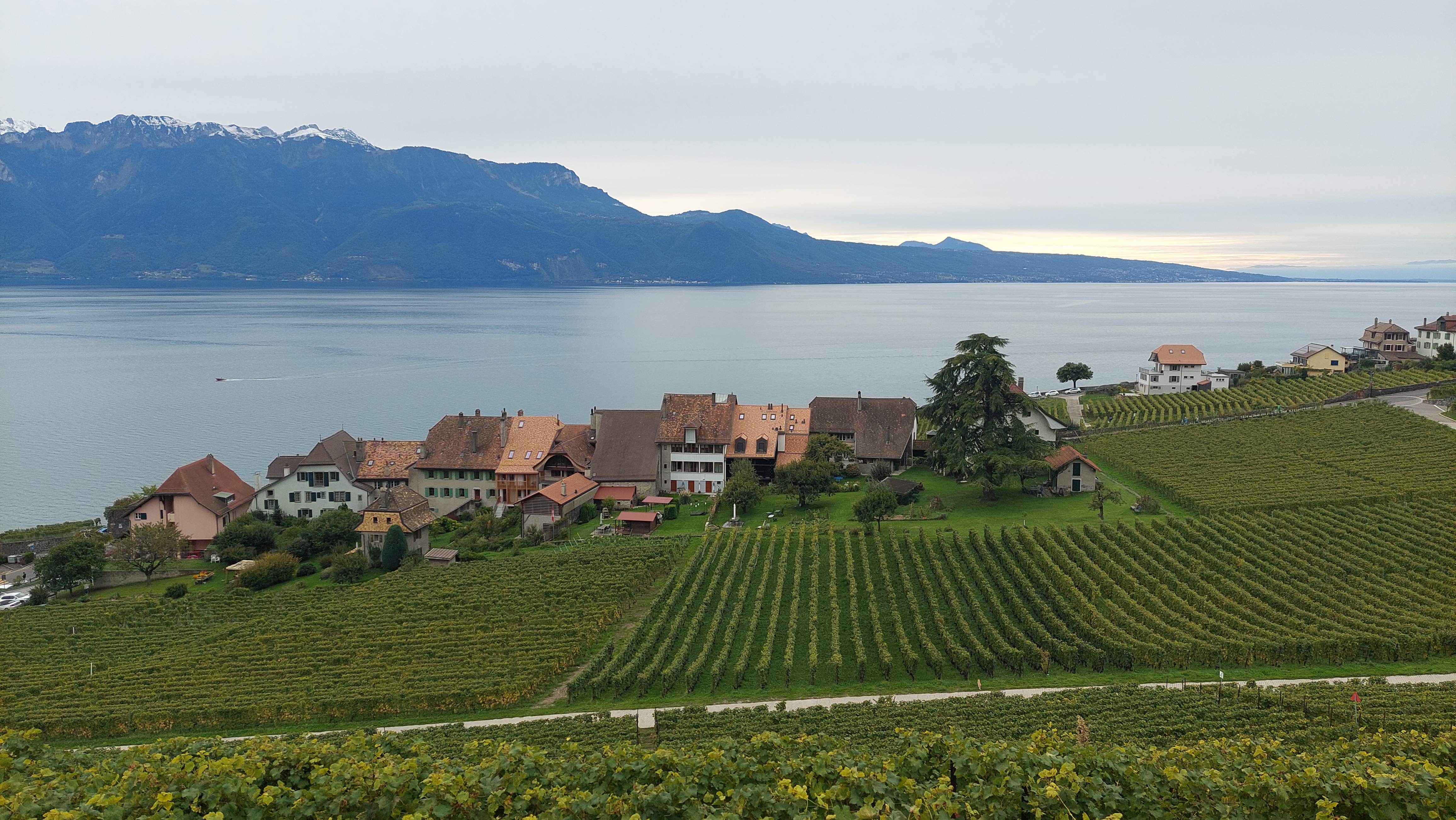 Le Lavaux, de St-Saphorin à Epesses