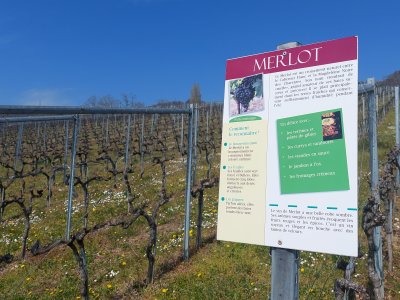 Merlot