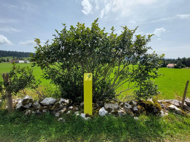La Brévine, arbres et contes