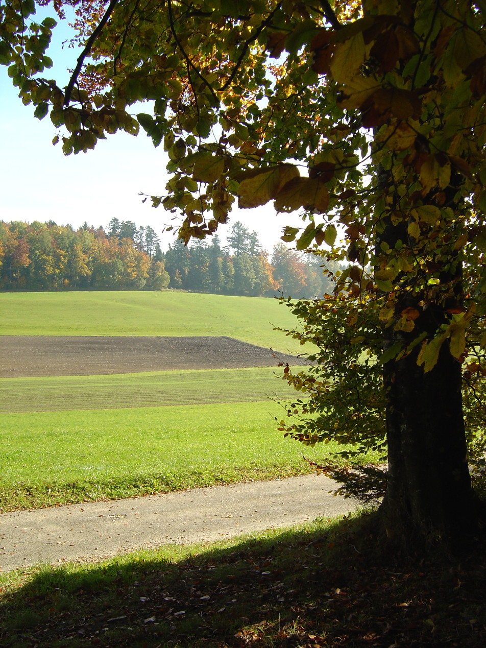Forêt du Chalet-à-Gobet