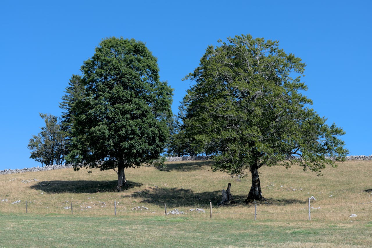 Jura